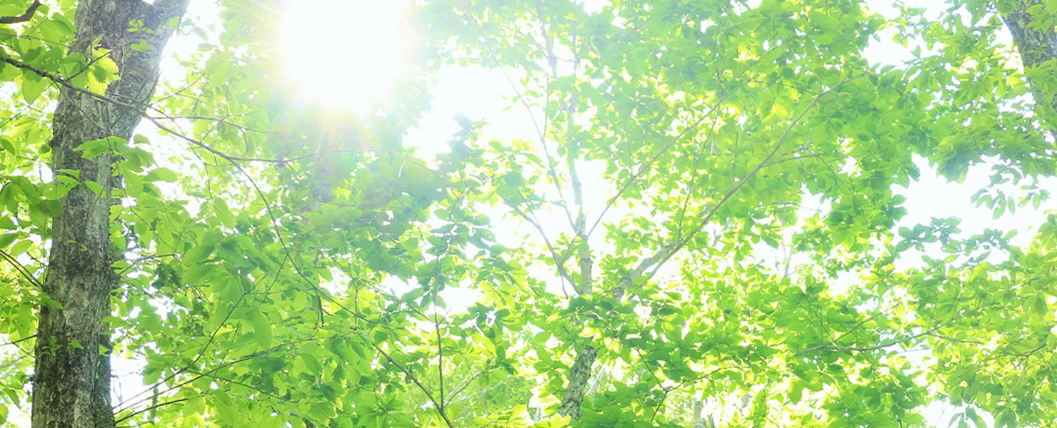木々の葉の間から差し込む日差し。新緑の森を見上げた風景。