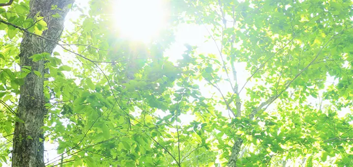 木々の葉の間から差し込む日差し。新緑の森を見上げた風景。