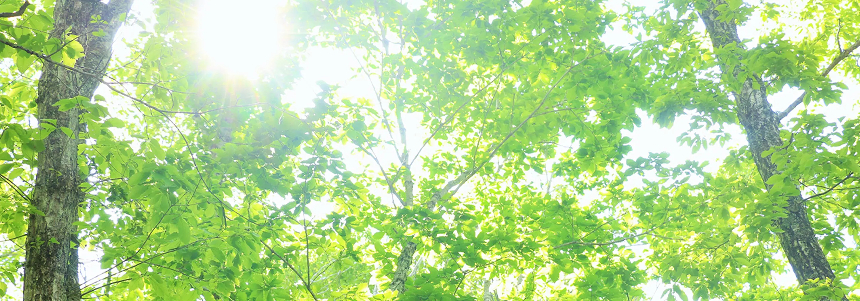 木々の葉の間から差し込む日差し。新緑の森の風景。